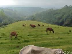 Bukan di New Zealand, Ini Sapi-sapi Berkeliaran Bebas di Ciamis