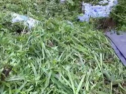 Tak Kuat Nanjak, Truk Muatan Pupuk Terperosok ke Jurang