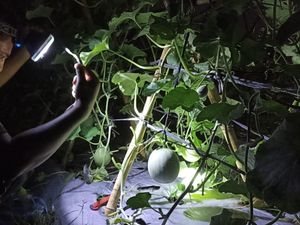 Cerita Polisi di Aceh Nyambi jadi Petani Melon, Raup Rp 20 Juta Tiap Panen