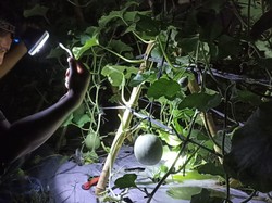 Cerita Polisi di Aceh Nyambi jadi Petani Melon, Raup Rp 20 Juta Tiap Panen