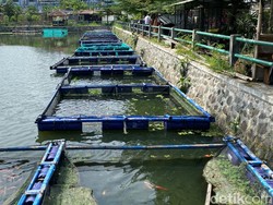 Ikan Koi yang Dibudidayakan Pemuda Bandung Berhasil Tembus Pasar Eropa