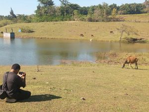 Embung Oelomin di Kupang Jadi Spot Wisata, Sekadar Foto-Pacaran