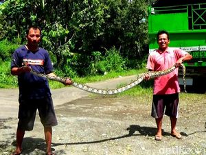 Ular Piton 4 Meter Ditangkap Warga di Selokan Sered Banjarnegara
