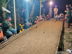 Unik! Ada Tradisi Balap Marmut di Probolinggo Sambut Musim Kemarau