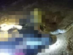 Tewasnya Pemburu Ular Kalimantan Usai Lehernya Dililit Piton 4 Meter