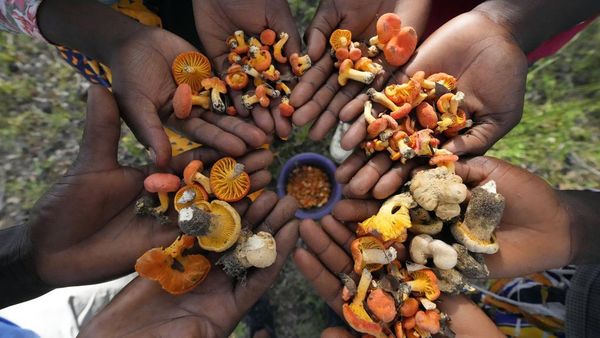 Berburu Bahaya Jamur Liar di Zimbabwe