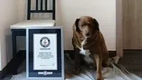 Potret Bobi, Anjing Tertua di Dunia yang Berulang Tahun ke-31