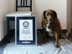 Selamat Ulang Tahun ke-31 Bobi, Anjing Tertua di Dunia!