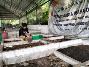 Harga Pakan Ternak Mahal, Warga-Pemuda Banyuwangi Diajak Budi Daya Manggot Harga Pakan Ternak Mahal, Warga-Pemuda Banyuwangi Diajak Budi Daya Manggot