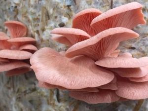 Masyarakat Australia Makin Gemar Konsumsi Jamur sebagai Pengganti Daging