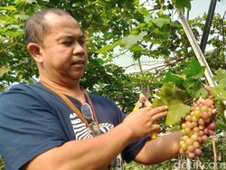 Hobi Berkebun Anggur Selama Pandemi, Warga Jatinom Klaten Panen Cuan