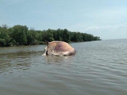 Paus Balin Ditemukan Mati Terdampar di Bibir Pantai Kejawan Tambak Surabaya