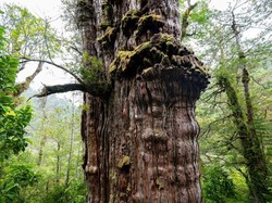 Bagaimana Tanaman Bisa Bertahan Lama sampai Tua? Begini Penjelasannya