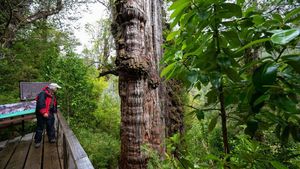 Penampakan Pohon Tertua di Dunia, Berusia Lebih dari 5.000 Tahun