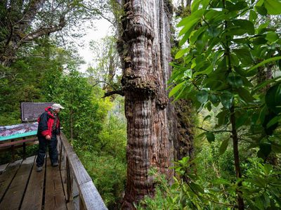 Penampakan Pohon Tertua di Dunia, Berusia Lebih dari 5.000 Tahun