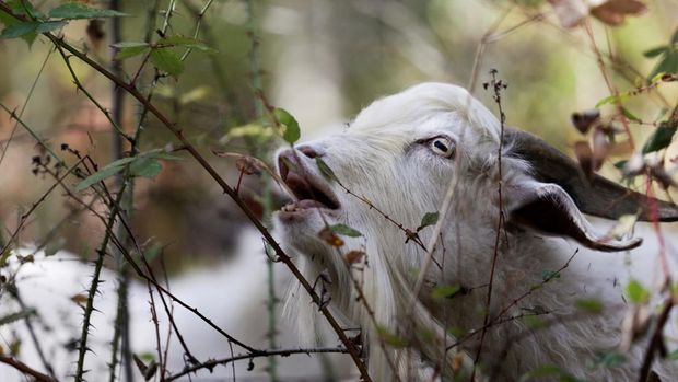 A goat of the 