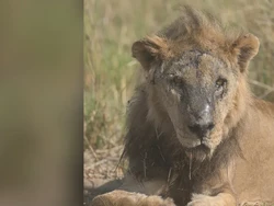 Sedih, Singa Tertua di Dunia Mati Dibunuh Warga