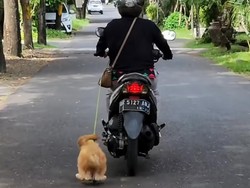 Sungguh Terlalu! Viral Pemotor Seret Anjing di Jalanan Kota Denpasar