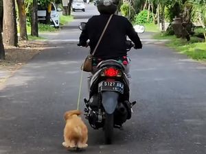 Pemotor Viral Seret Anjing Jadi Tersangka, Terancam 3 Bulan Penjara Pemotor Viral Seret Anjing Jadi Tersangka, Terancam 3 Bulan Penjara