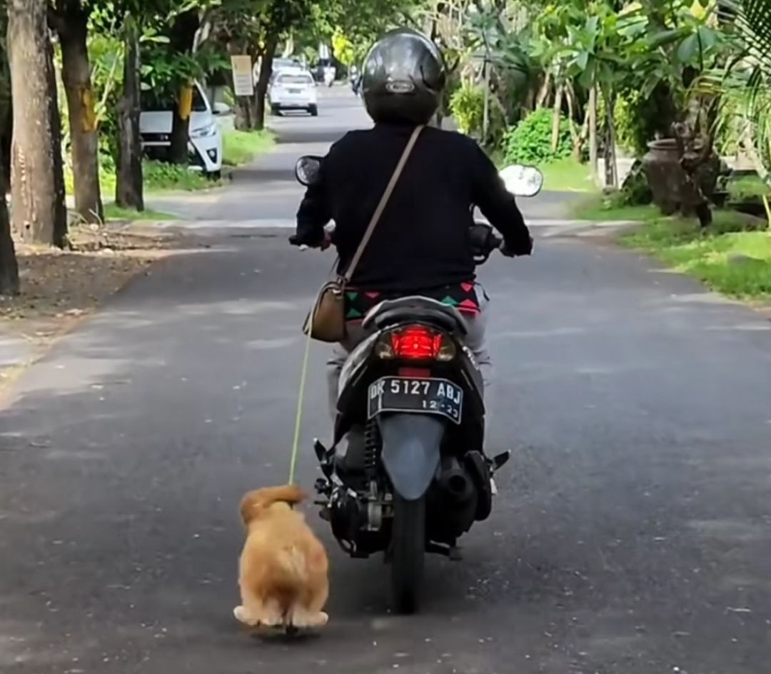 Video video aksi pengguna motor perempuan menyeret anjing di jalanan di Kota Denpasar, Bali.