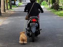 Polisi Periksa Wanita yang Seret Anjing di Bali, Ngotot Tidak Bersalah