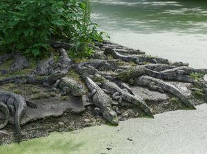 Tak Sadar Masuk Sarang Buaya, Turis Diserang Brutal Saat Snorkeling