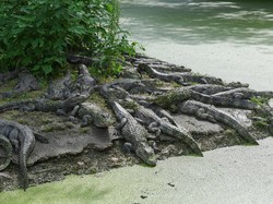 Tak Sadar Masuk Sarang Buaya, Turis Diserang Brutal Saat Snorkeling