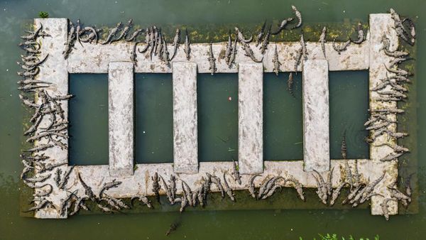 Ini Dia Pusat Penangkaran Buaya Terbesar di China