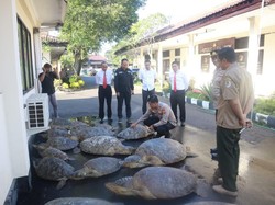 Diselundupkan dengan Pikap, 18 Penyu Hijau Diamankan Polres Jembrana