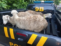 7 Ekor Kambing Nyasar di Bogor, Akhirnya Diangkut Mobil Patroli Polisi