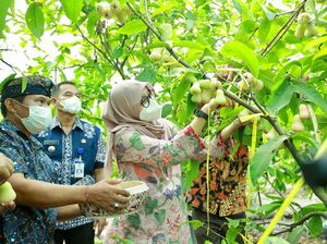 Banyuwangi Kembali Ajak Anak Muda Ikuti Jagoan Tani, Hadiahnya Rp 127,5 juta Banyuwangi Kembali Ajak Anak Muda Ikuti Jagoan Tani, Hadiahnya Rp 127,5 juta