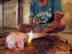 Larangan Makan Babi dalam Islam dan Alasan Harus Menghindarinya