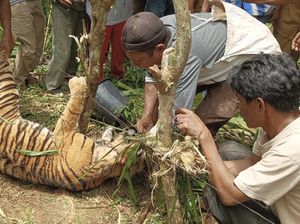 Seekor Harimau Sumatra Mati Terjerat Perangkap Babi di Pasaman