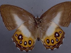 Terinspirasi Penjahat The Lord of The Rings, Kupu-kupu Genus Baru Diberi Nama Ini