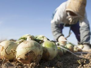 Manis Enak! Ini Bawang Bombay Khas Pulau Awaji Jepang