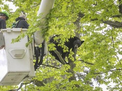 Ketika Beruang Terjebak di Dahan Pohon Jadi Tontonan Warga Satu Kota