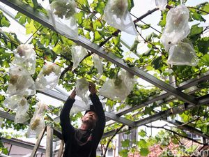 Manfaatkan Area Sempit Rumah di Perkotaan Jadi Ladang Cuan