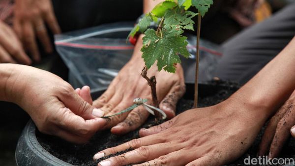 Upaya Mengurangi Dampak Mitigasi Kekeringan lewat Budidaya Anggur