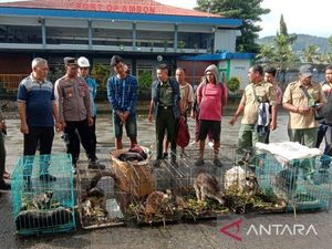 Penyelundupan 7 Kanguru Jayapura Tujuan Surabaya Digagalkan, Ada yang Mati