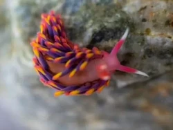 Siput Laut Pelangi Langka Ditemukan Lagi