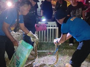 Ular Piton 4 Meter Mangsa Ternak Warga di Mamuju, Damkar Evakuasi