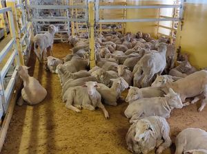 Ekspor Ternak Domba Hidup dari Australia ke Arab Saudi Mungkin Akan Dibuka Lagi