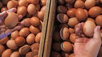 Harga Telur Ayam Lagi Mahal!