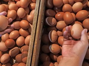 Ya Ampun! Harga Telur Ayam Naik Gila-gilaan Tembus Rp 40.000/Kg Ya Ampun! Harga Telur Ayam Naik Gila-gilaan Tembus Rp 40.000/Kg
