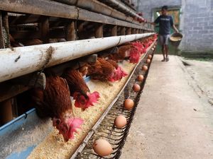 Pakan Ayam Melonjak, Kemendag Siapkan Subsidi Jagung