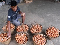 Badan Pangan Sebut Harga Telur Bisa Turun, Maksimal ke Rp 27.000/Kg