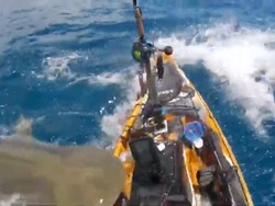 Momen Hiu Macan Serang Kayak Nelayan di Hawaii