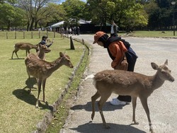 Kala Turis Terpesona dengan Sikap Sopan Rusa Lebih dari Manusia