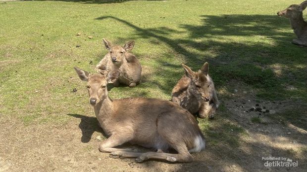 Para rusa yang tengah bersantai di bawah sinar matahari.