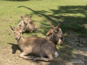 Nara Park nan Syahdu, Jangan Ganggu Rusa Sakral Ini Nara Park nan Syahdu, Jangan Ganggu Rusa Sakral Ini